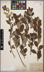 Foto von Salix cinerea L.